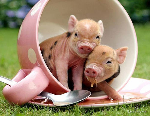 新概念英语-pig可不是只表达小猪哟~pig的常用短语
